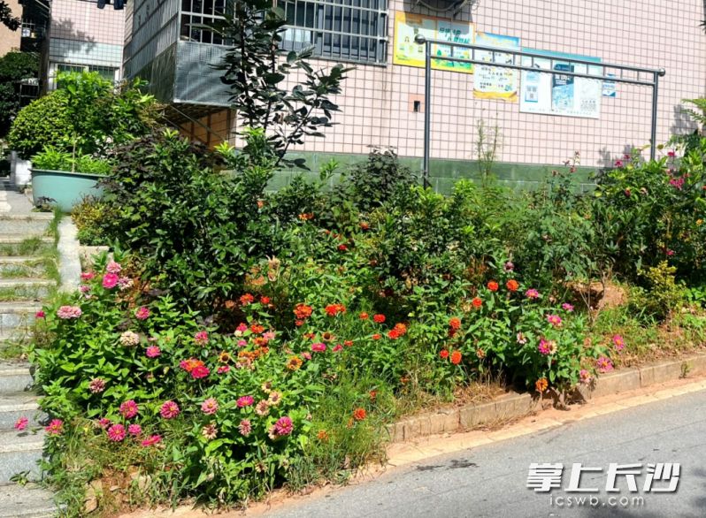 在天心区桂花坪街道金桂小区，居民家门口的“自留花园”与社区公园互为补充、相映成趣。 全媒体记者 吴鑫矾 通讯员 周柔 李凯茜 摄