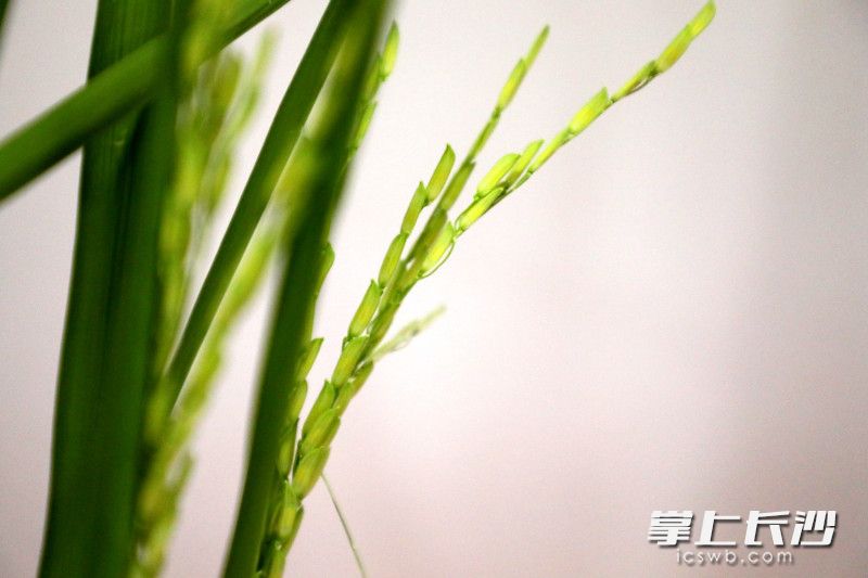 抽穗的杂交水稻。