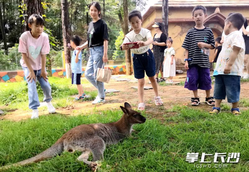 长沙动趣王国，游客与“小个子”袋鼠互动。