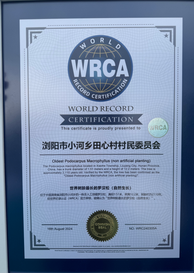 世界纪录认证证书。