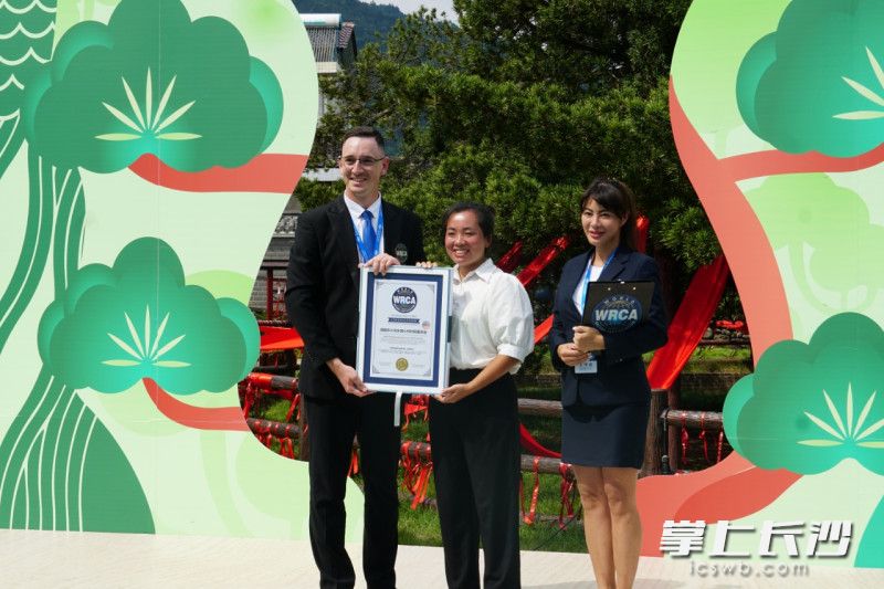 小河乡千年罗汉松世界纪录认证现场。  均为长沙晚报通讯员欧阳畅摄