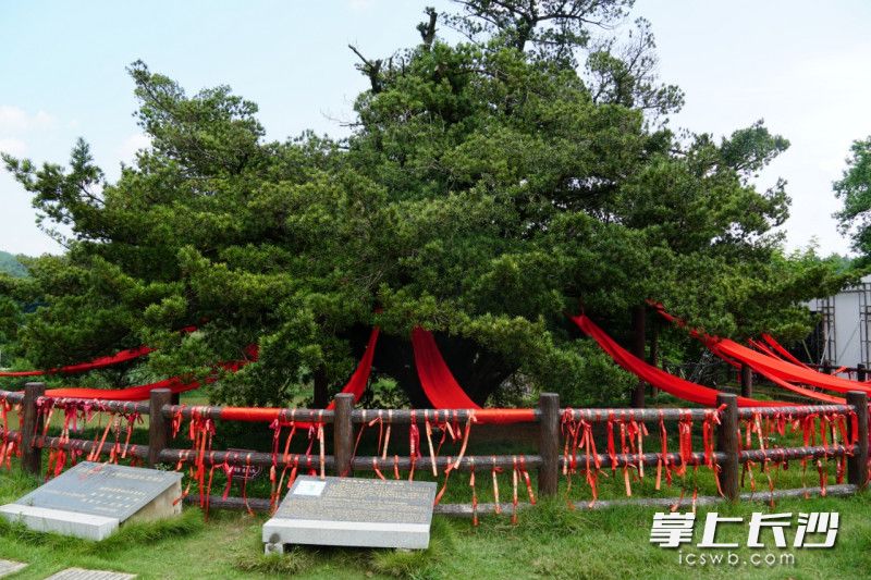 2000多岁的罗汉松依旧生机勃勃。