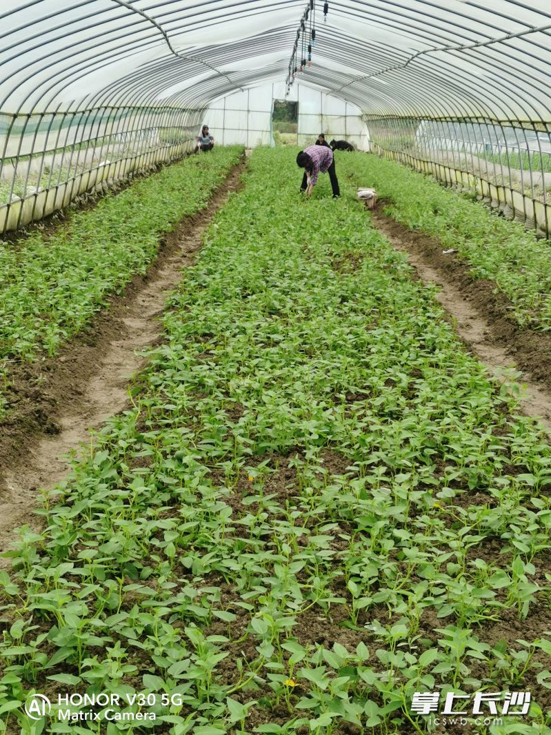 驰祥蔬菜基地内蔬菜长势喜人。 驰祥蔬菜基地内蔬菜长势喜人。