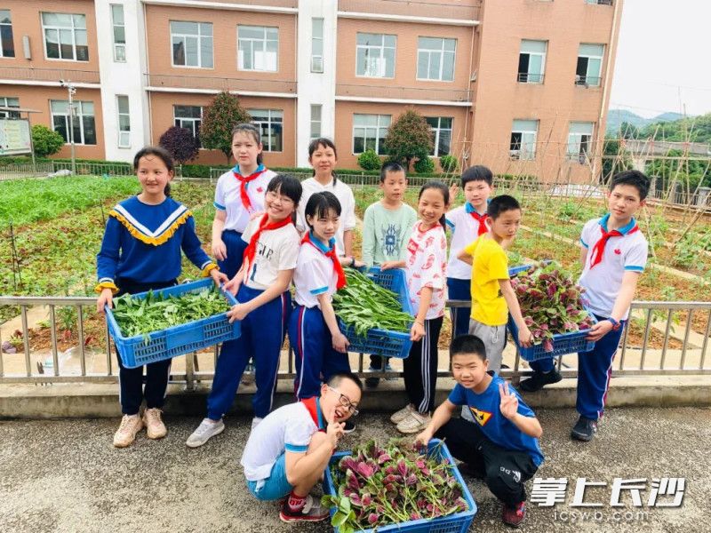 小伙伴携手种植，收获满满。