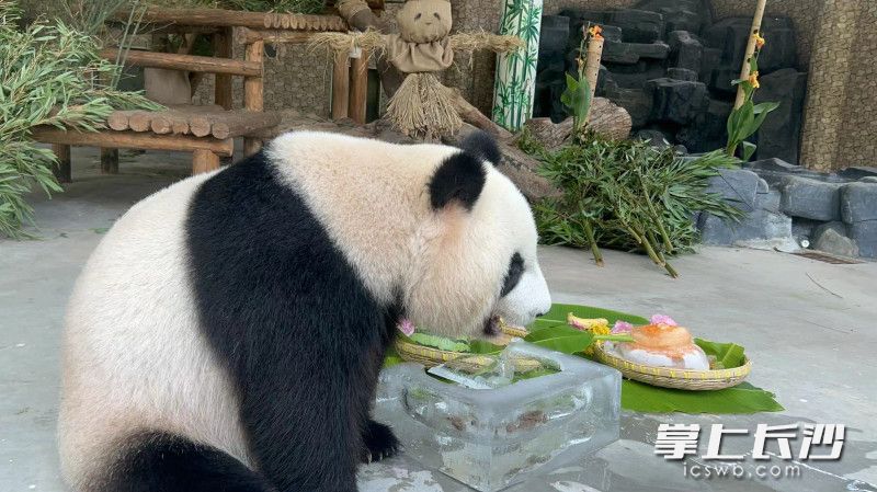 动物园用冰块和水果制成款式多样的食物，给大熊猫消暑的同时刺激它们的取食欲望。  均为长沙晚报全媒体记者贺文兵摄