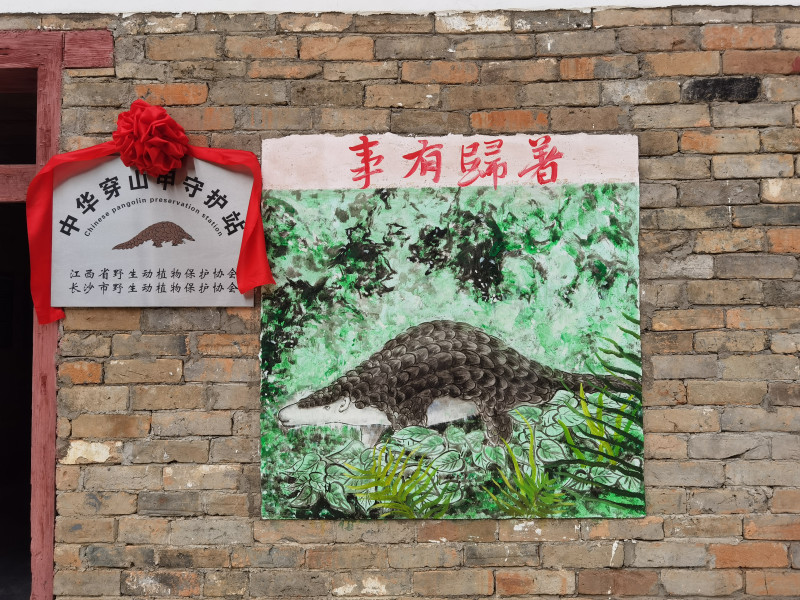 全国首个中华穿山甲守护站挂牌成立。