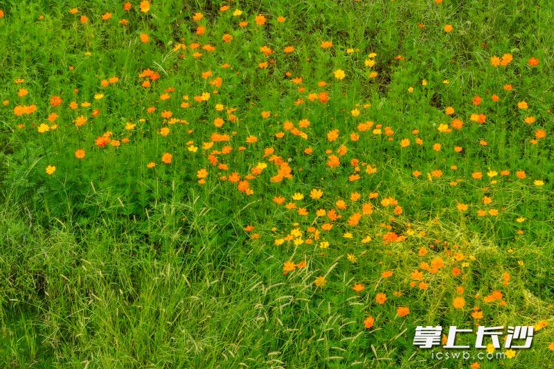 洋湖国家湿地公园的波斯菊花海。