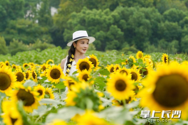 今日，在湖南省植物园和洋湖国家湿地公园2处地方，记者看到游客已经排起长队，开启赏花打卡模式。长沙晚报全媒体记者 刘晓敏 何文瑞 摄影报道