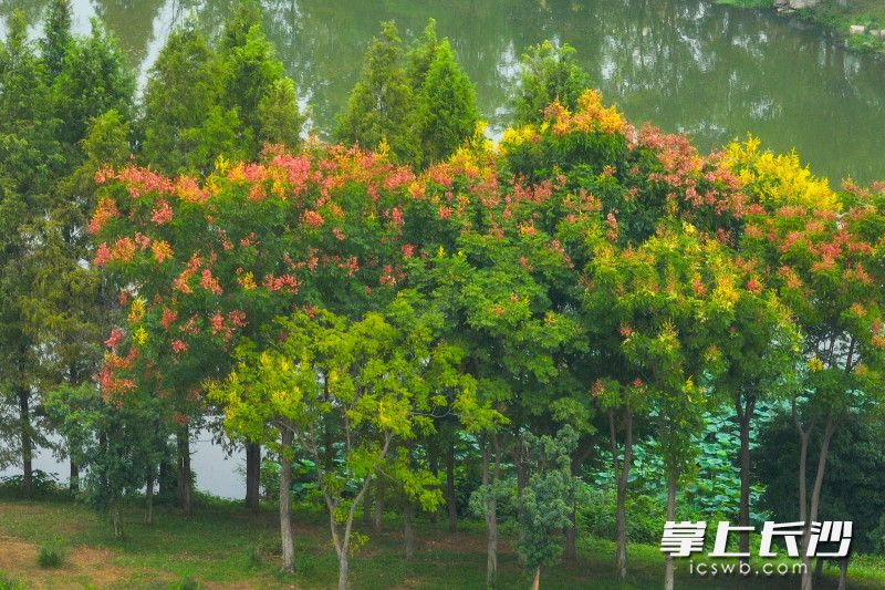 洋湖国家湿地公园内，开满花朵的树木与附近池塘相映成趣。