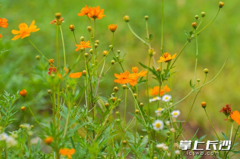 洋湖国家湿地公园的波斯菊花海。