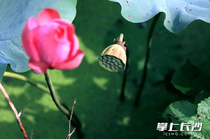 省植物园里的秋日荷花开得正红。均为长沙晚报通讯员 黄秀 彭炜 余文琼 摄影报道