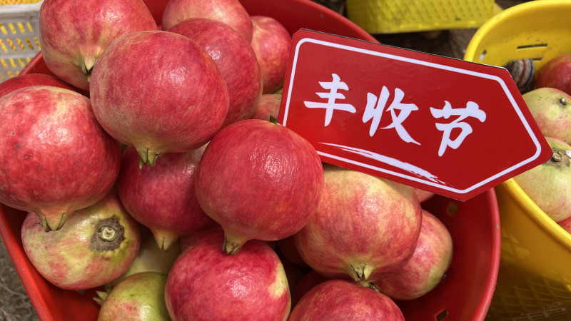 受益于拼多多“百亿减免”，很多农货商家年省数十万费用。杜佳 摄