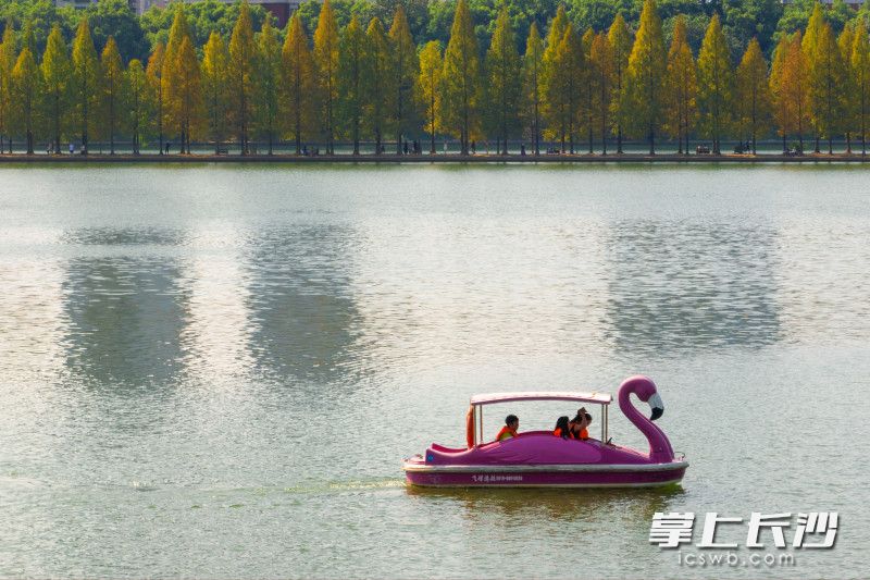 游客们乘船欣赏着烈士公园的金黄水杉林。均为长沙晚报全媒体记者 刘晓敏 摄