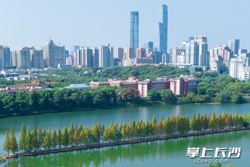 烈士公园的水杉林风光与长沙的都市面貌相映成趣。