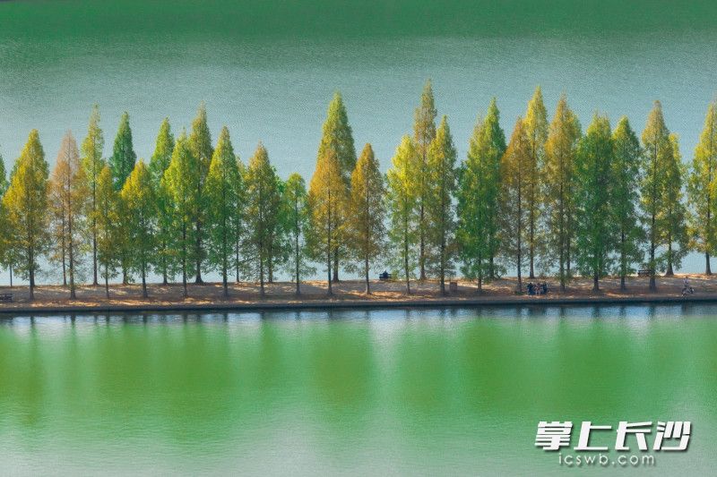 今日，记者在烈士公园看到，公园内的水杉林染上金黄，成为一道亮丽的秋日风景线。