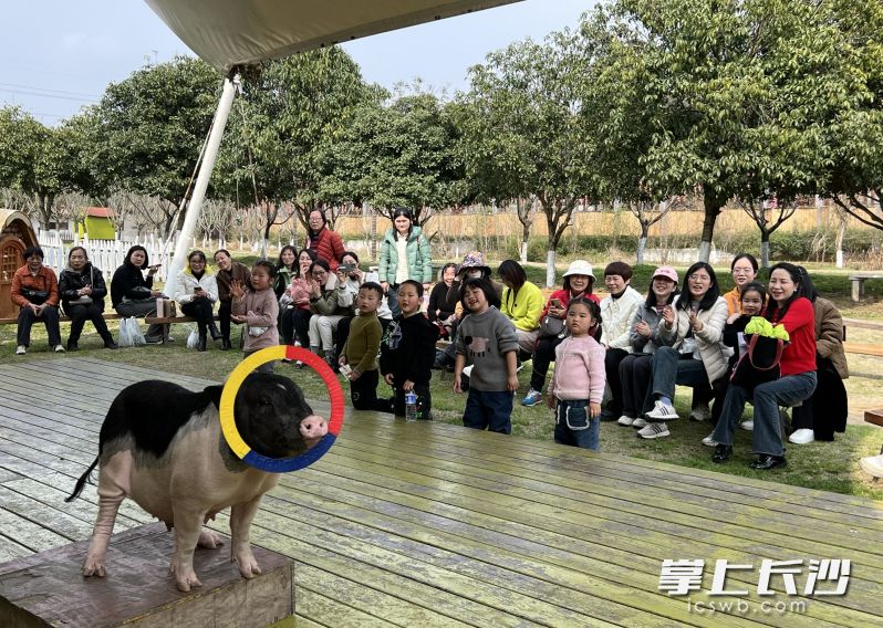 湘都生态园小花猪表演。