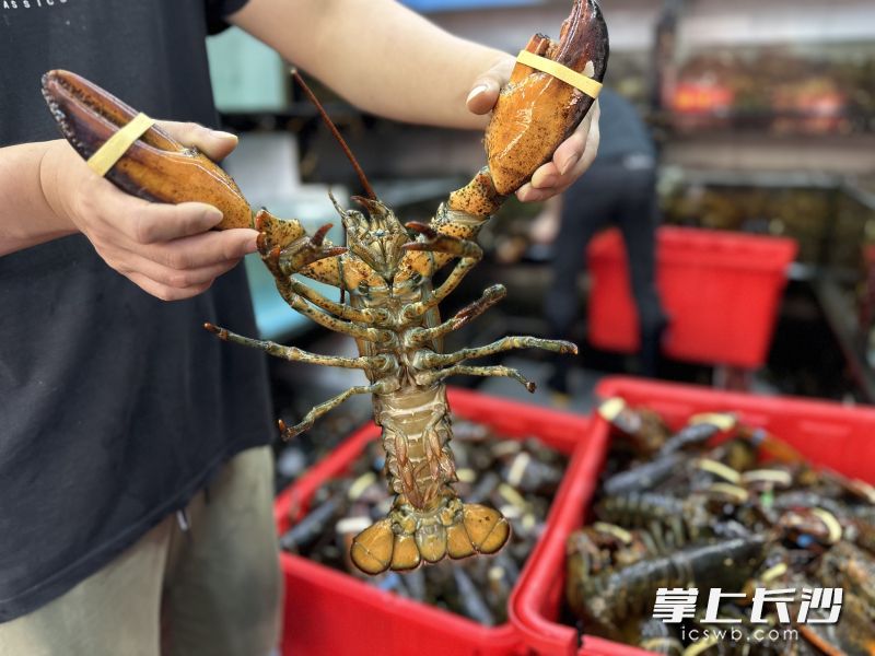 龙虾等特色海鲜也吸引了不少市民的目光。
