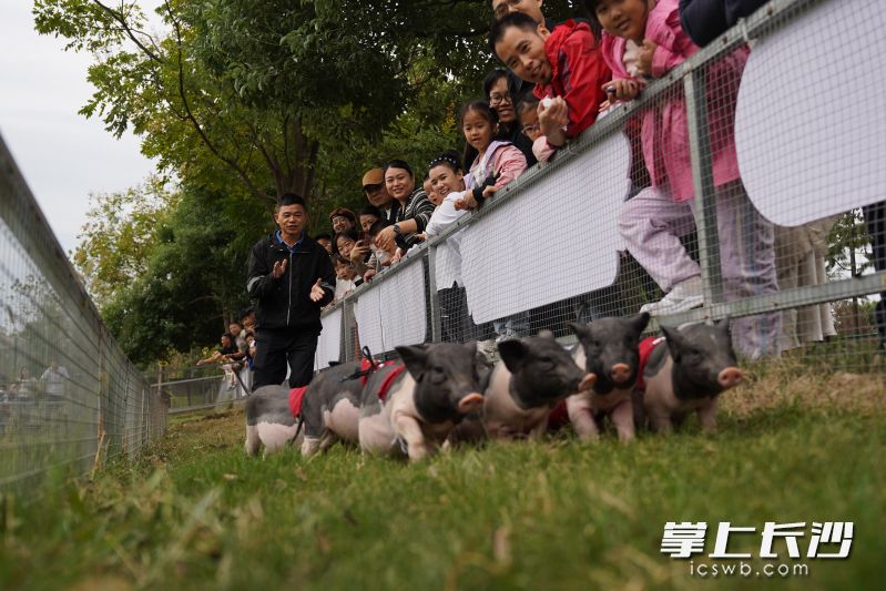 小猪赛跑现场，小猪们在大家的加油助威下努力向前冲，好不热闹。