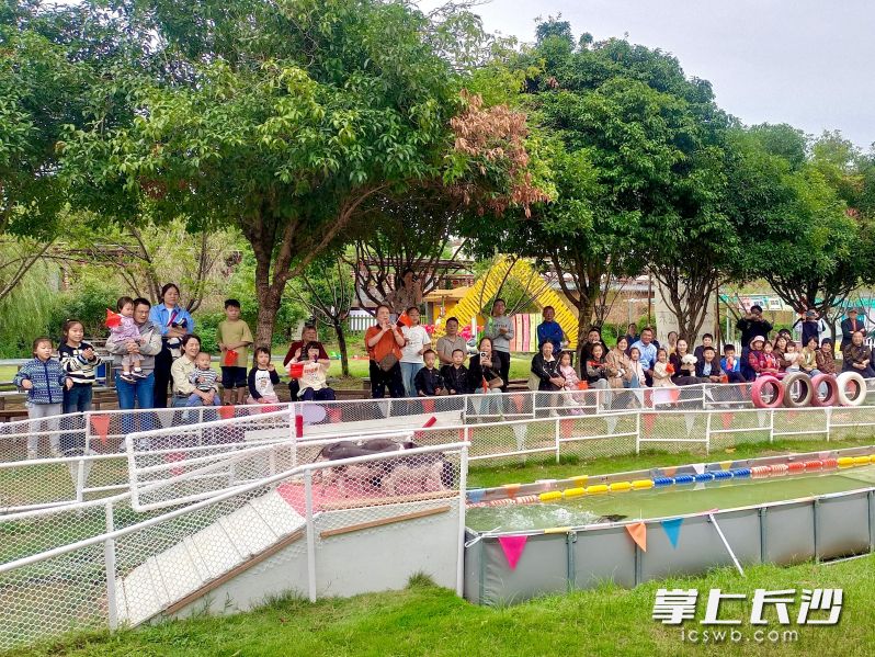 湘都生态农庄的花猪表演秀。 湘都生态农庄的花猪表演秀。