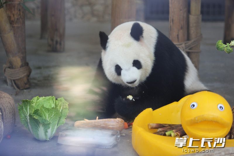 动物们在美美地享用早餐。