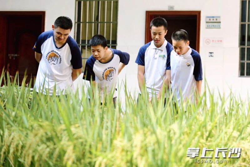 课余这块实验地也成了学生们的休闲空间。
