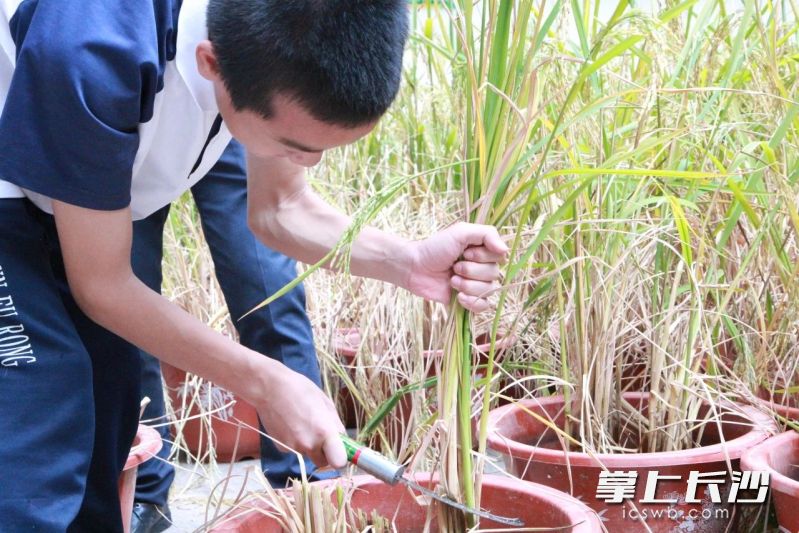 长郡芙蓉中学的学子们收割自己培育的太空种子水稻。通讯员 彭孝文 胡昕玥 摄影报道