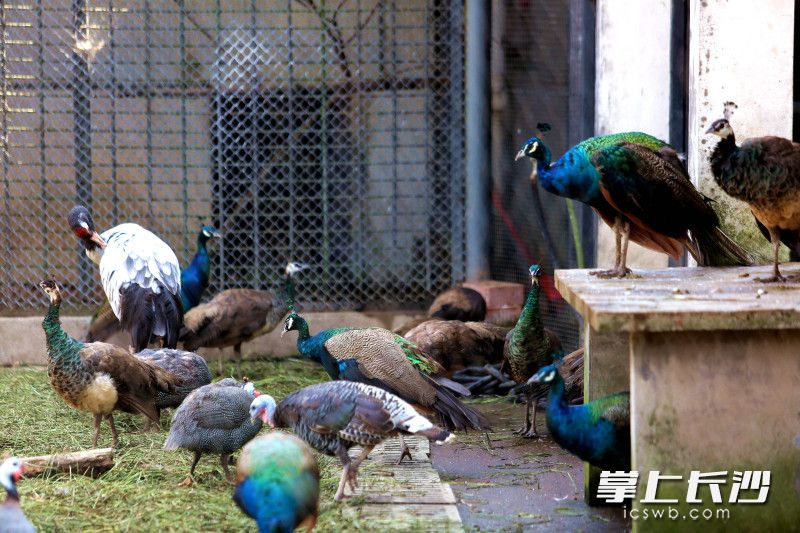 长沙生态动物园的鸟类。长沙晚报全媒体记者 贺文兵 摄