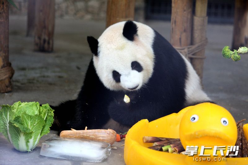 如今生活在长沙生态动物园的“青青”。长沙晚报全媒体记者 贺文兵 摄