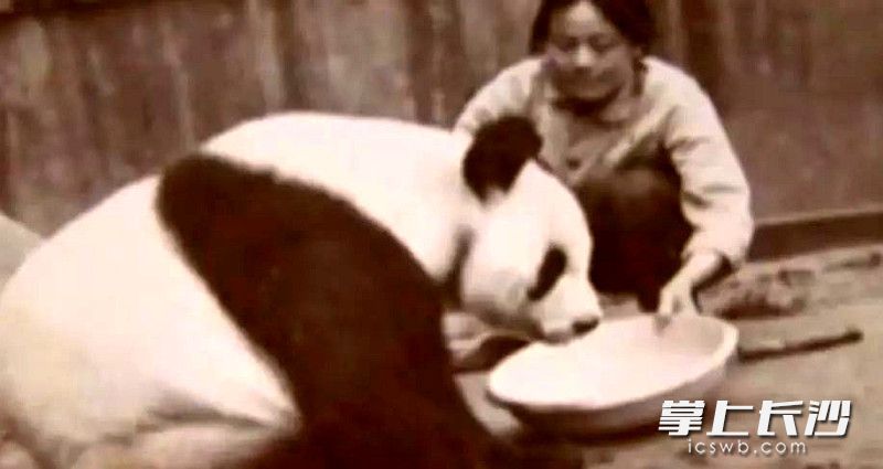 年轻的李凤鸣在喂养大熊猫。园方供图