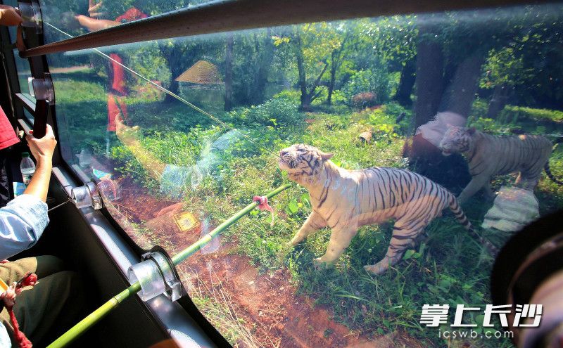 车行区的老虎。长沙晚报全媒体记者 贺文兵 摄