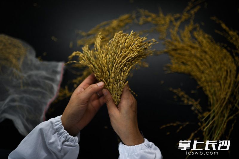 入库前对种子进行接纳登记、查重核对、清理遴选、活力检测、干燥脱水、水分测定、种子包装等处理。