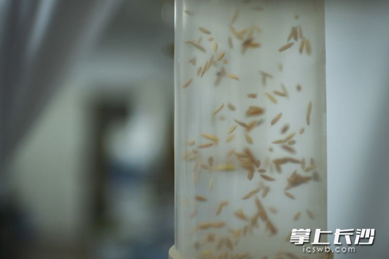 水稻种子在装置中滚动，从而分离出杂质和不良的种子。