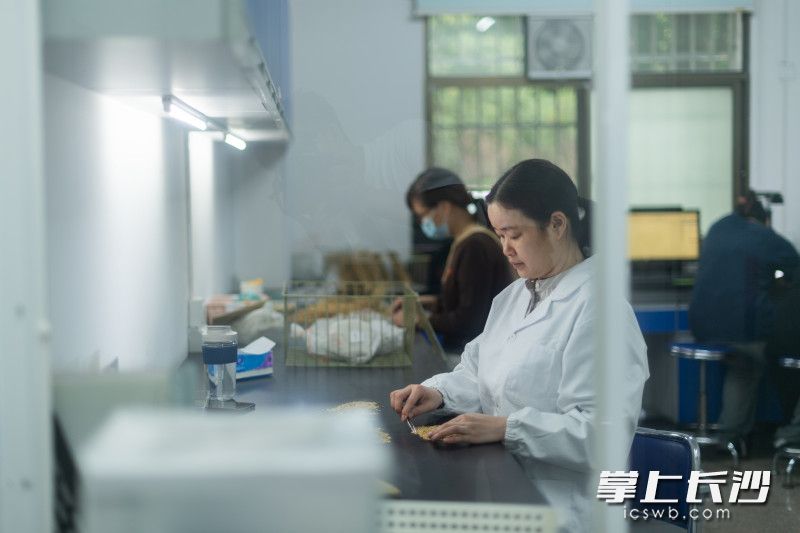 工作人员对新收集的样品种子资源进行挑选。