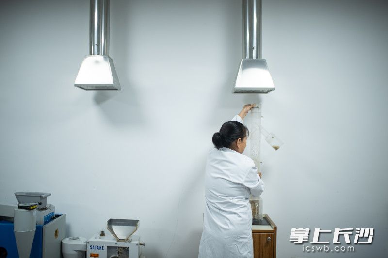 工作人员使用种子风选仪进行选种。