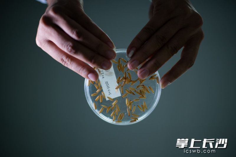 工作人员正在查看进行发芽监测的水稻种子。