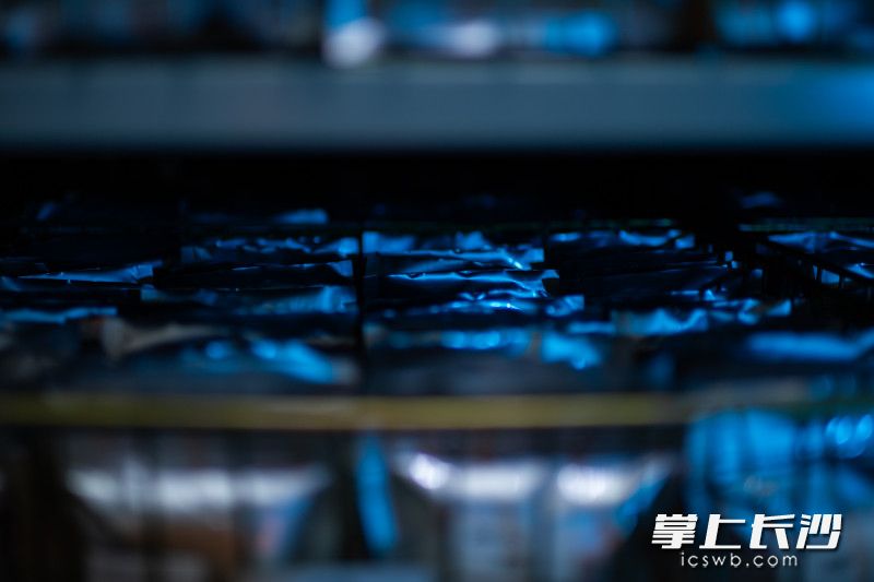 存储在短期库的种子被分门别类地装在避光的袋子中。