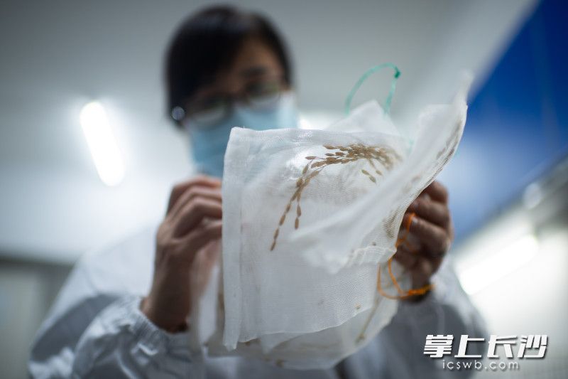 工作人员将挑选的做种的稻穗进行检查比对。