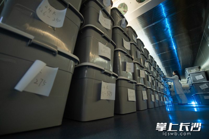 工作人员在检查资源库低温样品存放区摆放的繁种暂存箱。