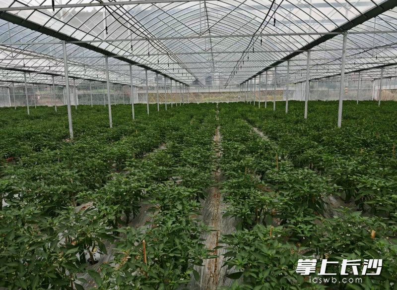 安沙镇天健农机专业合作社育秧大棚基地。均为长沙晚报通讯员 周清华 供图