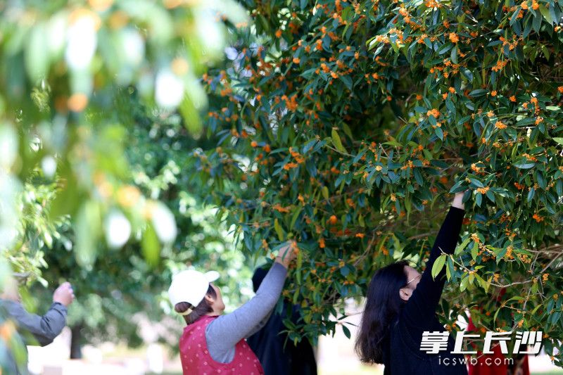近日在烈士公园，一些前来游园的市民在采摘桂花，有失文明。  均为长沙晚报全媒体记者贺文兵摄