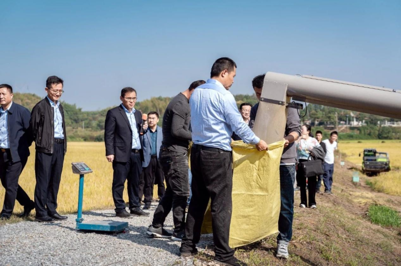 中联智慧农业水稻生产设施建设现场会测产现场。长沙晚报通讯员 杨牧意 供图