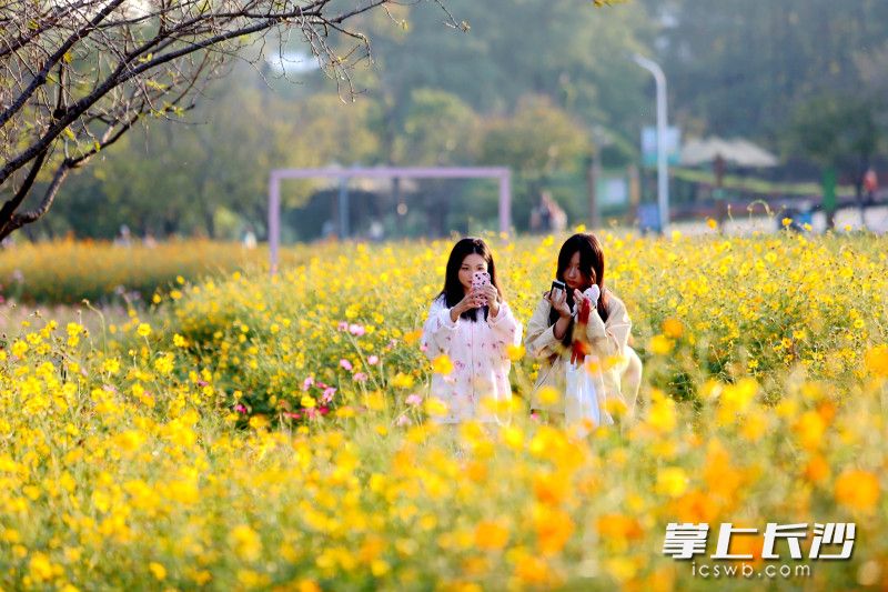 长沙园林生态园百亩秋花花正艳。长沙晚报全媒体记者 贺文兵 摄