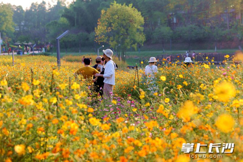 各色秋扮靓秋天。长沙晚报全媒体记者 贺文兵 摄