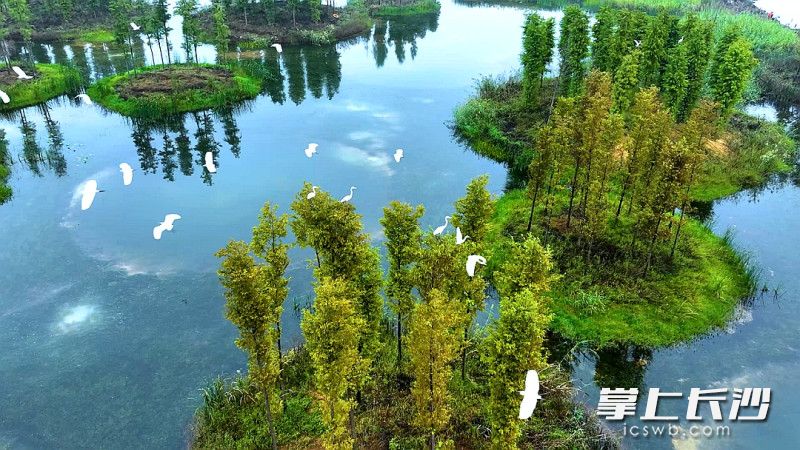 大泽湖近自然湿地公园成羽翼天堂。均为长沙晚报通讯员 龙宇 摄