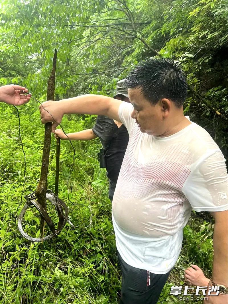 吴希友在壶瓶山排除猎夹。