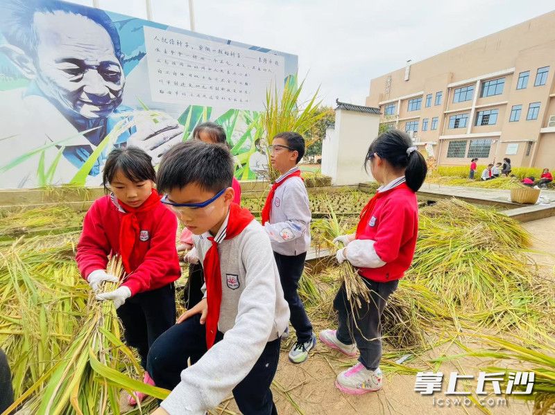 把收割的谷粒脱下来。