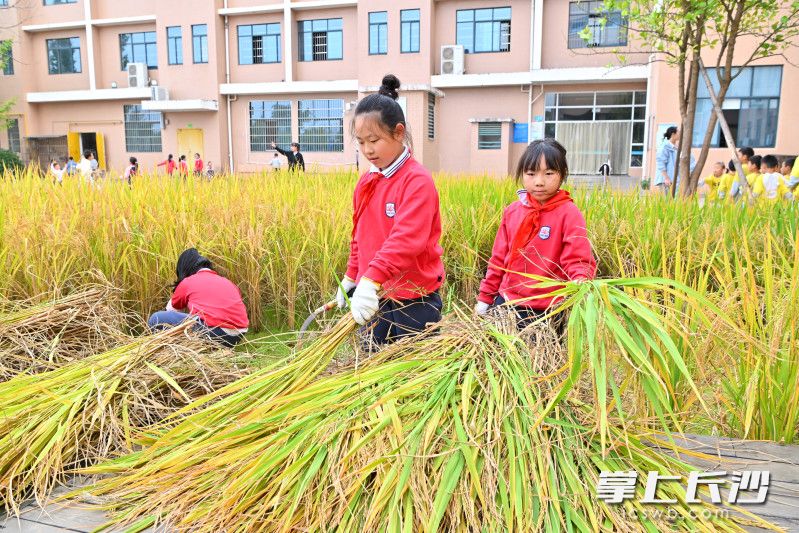 今日大同第三小学“稻香满校园，喜悦迎丰收”第三届校园丰收节中稻谷收割现场。长沙晚报通讯员 黄岳飞 摄