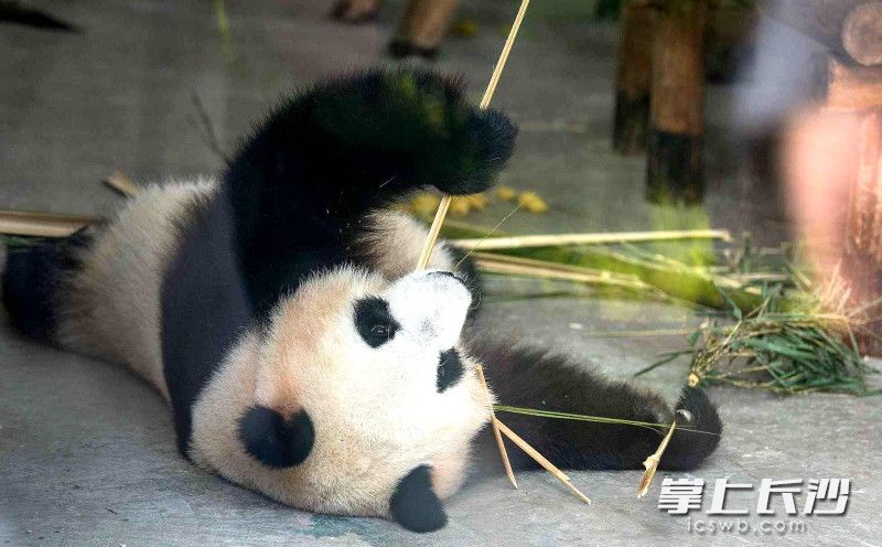 可爱的熊猫。