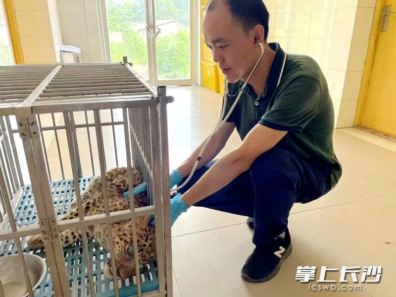 李向勇在为动物听诊。均为园方供图