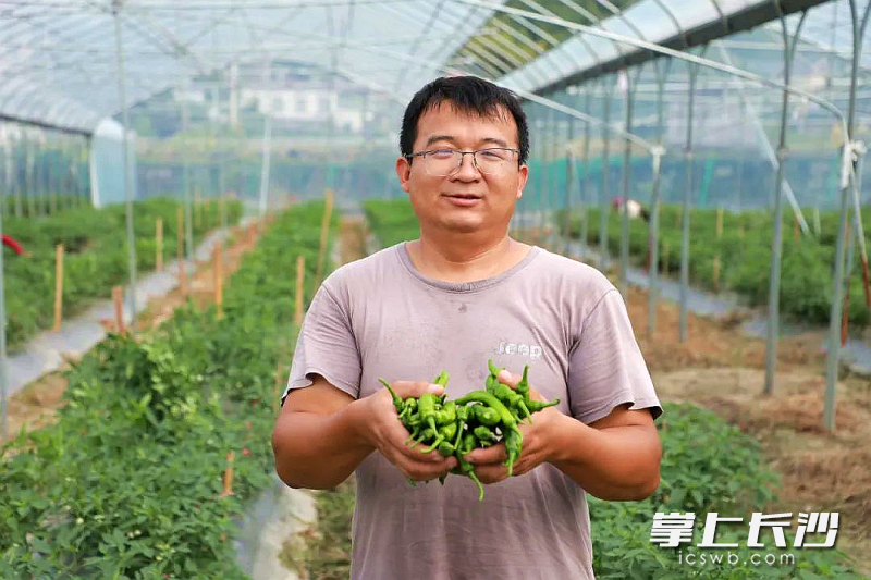 谭海波介绍秋延辣椒每天有1500公斤左右上市。均为基地供图